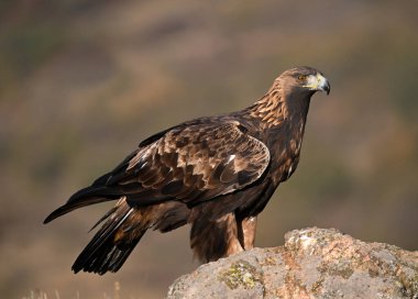 İspanya 'daki dağda ciddi bir altın kartal