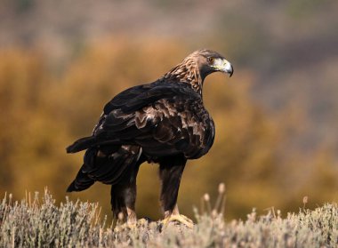 İspanya 'daki dağda ciddi bir altın kartal