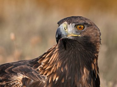 Dağdaki güçlü bir altın kartal