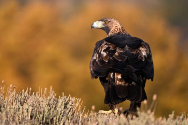 Dağdaki güçlü bir altın kartal
