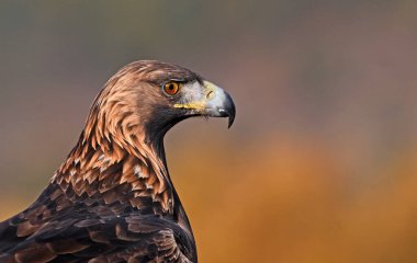Dağdaki güçlü bir altın kartal