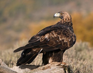 Dağdaki güçlü bir altın kartal