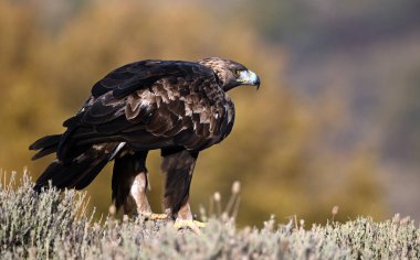 Dağdaki güçlü bir altın kartal