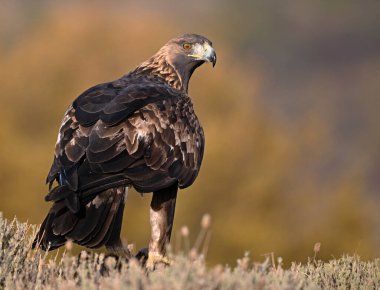 Dağdaki güçlü bir altın kartal