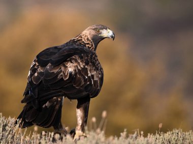Dağdaki güçlü bir altın kartal