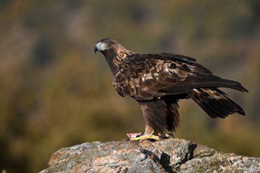 İspanya 'daki dağda görkemli bir altın kartal
