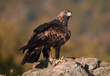 İspanya 'daki dağda görkemli bir altın kartal
