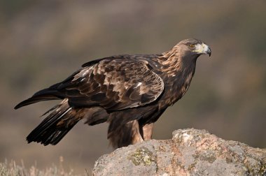 İspanya 'daki dağda görkemli bir altın kartal