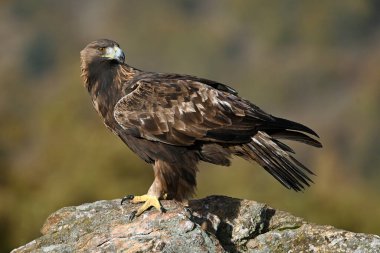 İspanya 'daki dağda görkemli bir altın kartal