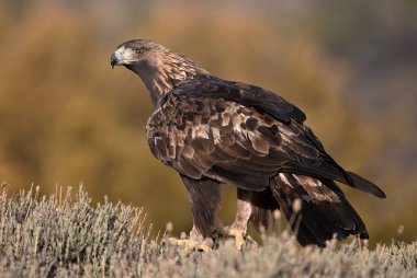 İspanya 'daki dağda görkemli bir altın kartal