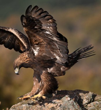 İspanya 'daki dağda görkemli bir altın kartal