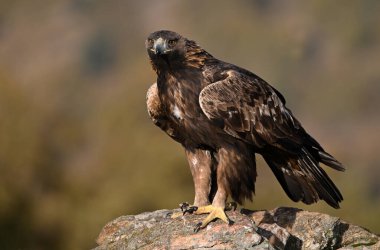 İspanya 'daki dağda görkemli bir altın kartal