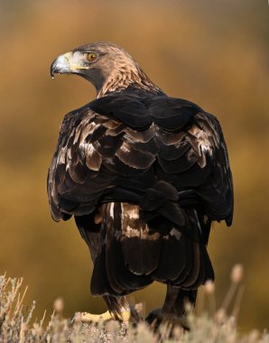 İspanya 'daki dağda görkemli bir altın kartal