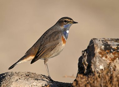 Küçük mavi göğüslü bir bülbül. 