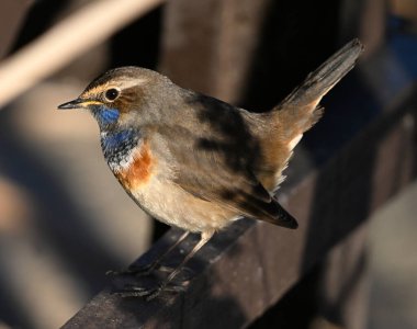 Güzel mavi göğüslü bir bülbül poz veriyor.