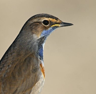 Güzel mavi göğüslü bir bülbül poz veriyor.