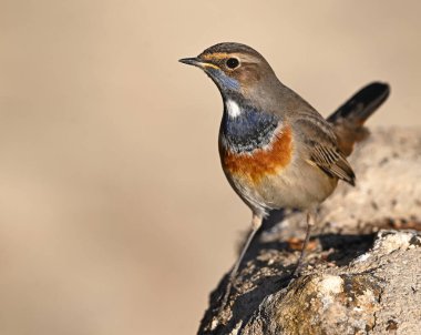 Güzel mavi göğüslü bir bülbül poz veriyor.