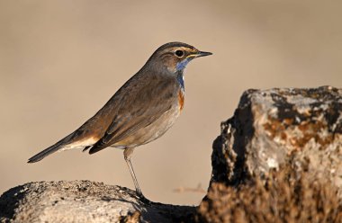 Güzel mavi göğüslü bir bülbül poz veriyor.