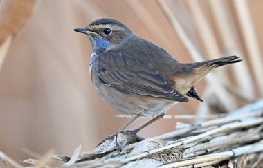 Güzel mavi göğüslü bir bülbül poz veriyor.