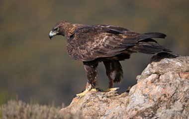 İspanya 'da ciddi bir altın kartal