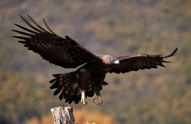 İspanya 'da ciddi bir altın kartal