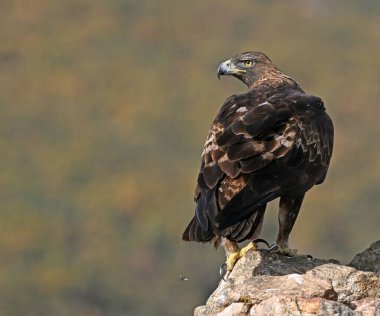 İspanya 'da ciddi bir altın kartal