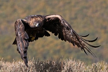 İspanya 'da ciddi bir altın kartal