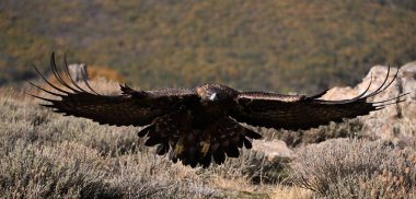 İspanya 'da ciddi bir altın kartal