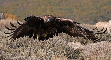 İspanya 'daki dağda görkemli bir altın kartal