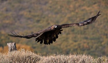 İspanya 'daki dağda görkemli bir altın kartal