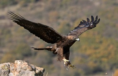 İspanya 'daki dağda görkemli bir altın kartal