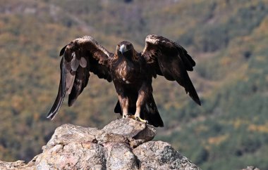 İspanya 'daki dağda görkemli bir altın kartal