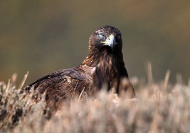İspanya 'daki dağda görkemli bir altın kartal