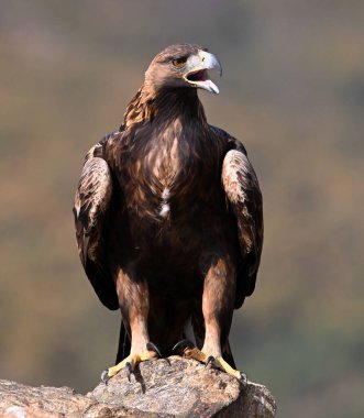 İspanya 'daki dağda görkemli bir altın kartal