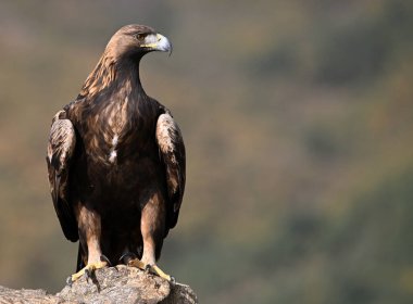 İspanya 'daki dağda görkemli bir altın kartal