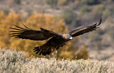 İspanya 'daki dağda görkemli bir altın kartal