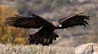 İspanya 'daki dağda görkemli bir altın kartal