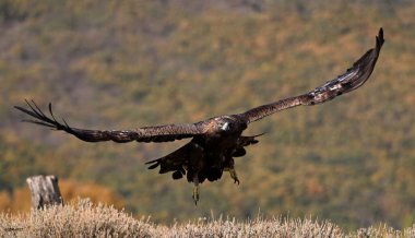 İspanya 'daki dağda görkemli bir altın kartal