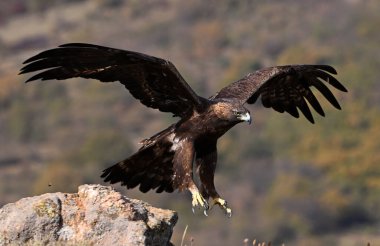 İspanya dağlarında güçlü bir altın kartal