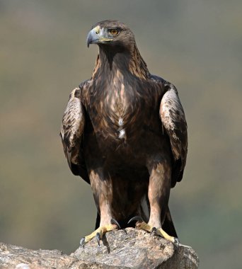 İspanya dağlarında güçlü bir altın kartal