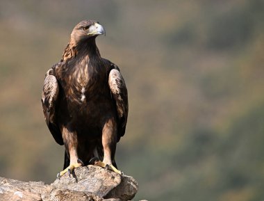 İspanya dağlarında güçlü bir altın kartal