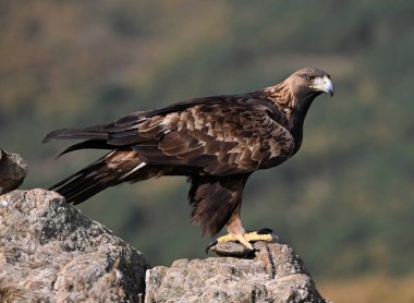 İspanya dağlarında güçlü bir altın kartal