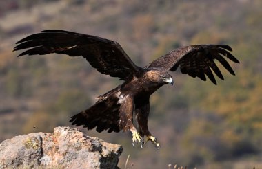 İspanya dağlarında güçlü bir altın kartal