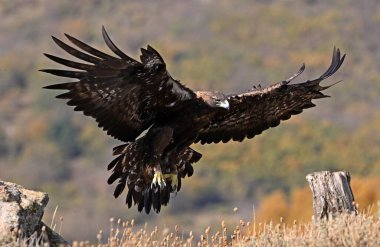 İspanya dağlarında güçlü bir altın kartal