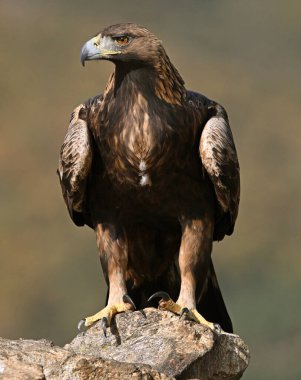 İspanya dağlarında güçlü bir altın kartal