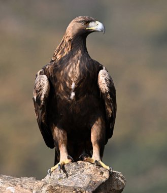 İspanya dağlarında güçlü bir altın kartal