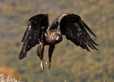İspanya dağlarında güçlü bir altın kartal