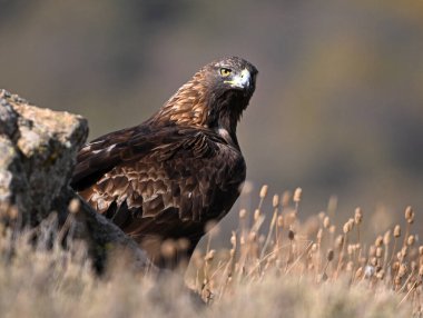 İspanya dağlarında güçlü bir altın kartal