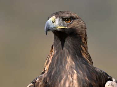 İspanya dağlarında güçlü bir altın kartal