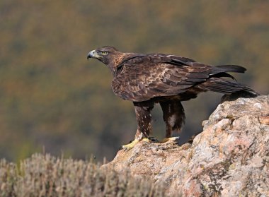 İspanya dağlarında güçlü bir altın kartal